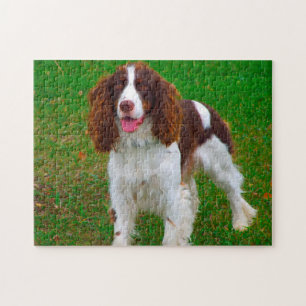 Springer Spaniel Hund Jigsaws. Puzzle