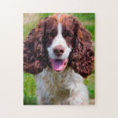 Springer Spaniel Hund Jigsaws. Puzzle (Vertikal)