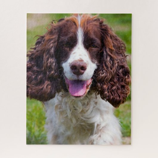 Springer Spaniel Hund Jigsaws. Puzzle (Vertikal)