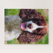 Springer Spaniel Hund Jigsaws. Puzzle (Horizontal)