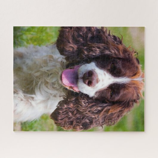Springer Spaniel Hund Jigsaws. Puzzle (Horizontal)