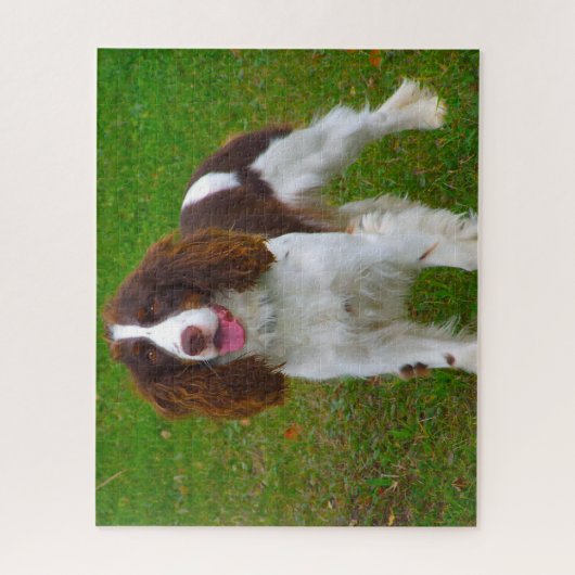 Springer Spaniel Hund Jigsaws. Puzzle (Vertikal)