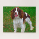 Springer Spaniel Hund Jigsaws. Puzzle (Horizontal)