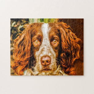 Springer Spaniel Hund Puzzles. Puzzle