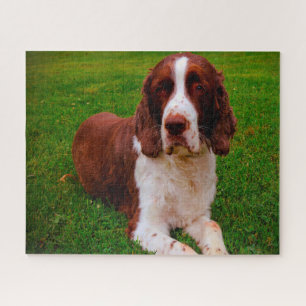 Springer Spaniel Hund Puzzles. Puzzle