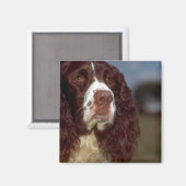 Springer Spaniel Magnet (Vorderseite/Rückseite)