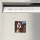 Springer Spaniel Magnet (In Situ (Geschirrspüler))