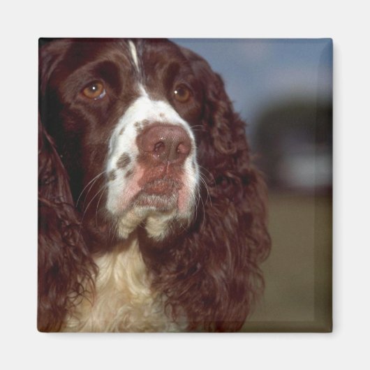 Springer Spaniel Magnet (Vorne)
