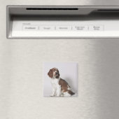 Springer Spaniel Magnet (In Situ (Geschirrspüler))