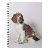 Springer Spaniel Notizblock (Vorderseite)