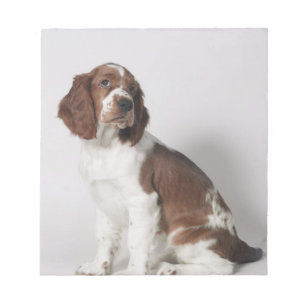 Springer-Spaniel Notizblock