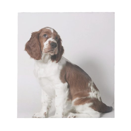 Springer Spaniel Notizblock (Vorderseite)
