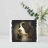 Springer Spaniel Postcard Postkarte (Stehend Vorderseite)