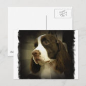 Springer Spaniel Postcard Postkarte (Vorne/Hinten)