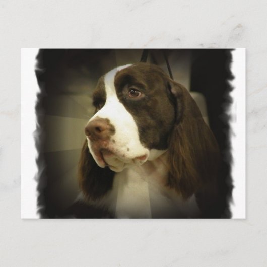 Springer Spaniel Postcard Postkarte (Vorderseite)