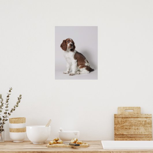 Springer Spaniel Poster (Küche)