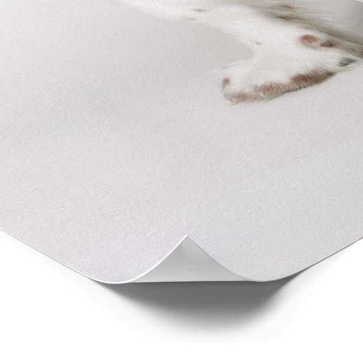 Springer Spaniel Poster (Ecke)