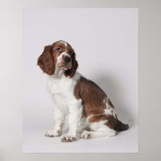 Springer Spaniel Poster (Vorne)