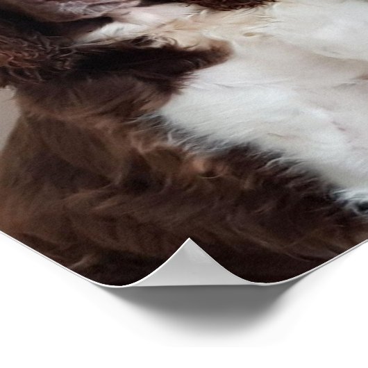 Springer-Spaniel-Poster Poster (Ecke)