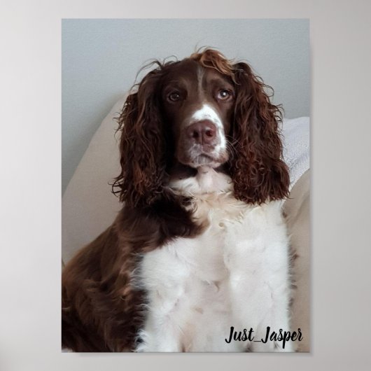 Springer-Spaniel-Poster Poster (Vorne)
