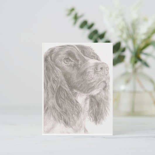 Springer Spaniel Postkarte (Stehend Vorderseite)