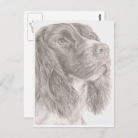 Springer Spaniel Postkarte (Vorne/Hinten)