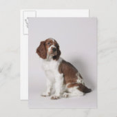 Springer Spaniel Postkarte (Vorne/Hinten)