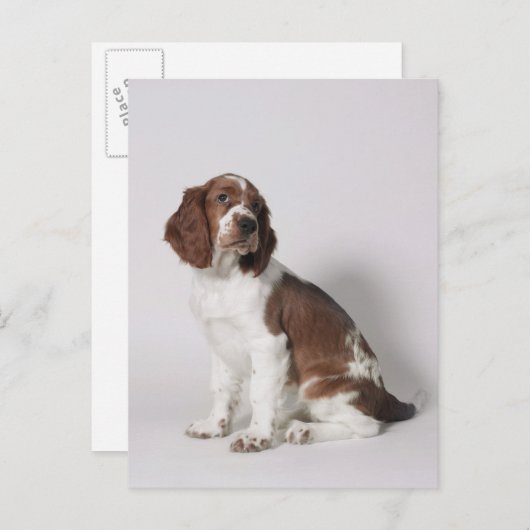 Springer Spaniel Postkarte (Vorne/Hinten)