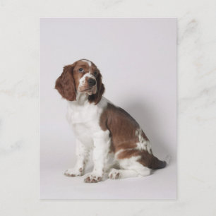 Springer Spaniel Postkarte