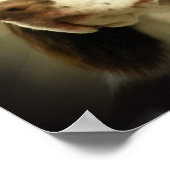 Springer Spaniel Print Poster (Ecke)