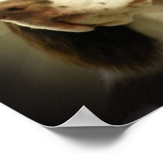 Springer Spaniel Print Poster (Ecke)