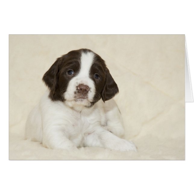 Springer Spaniel Puppy (Vorderseite (Horizontal))