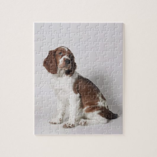 Springer Spaniel Puzzle (Vertikal)