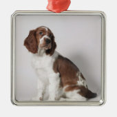 Springer Spaniel Silbernes Ornament (Vorne)