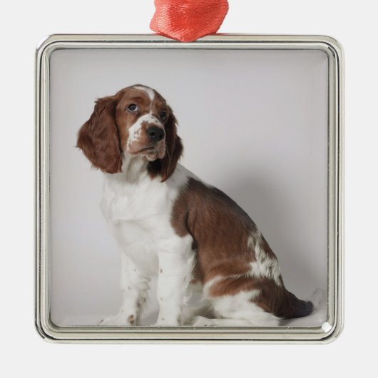 Springer Spaniel Silbernes Ornament (Vorne)