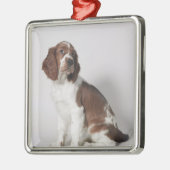Springer Spaniel Silbernes Ornament (Links)