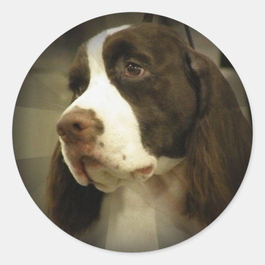 Springer Spaniel Sticker (Vorderseite)