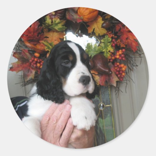 Springer Spaniel Stickers (Vorderseite)
