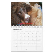 Springer Spanielkalender Kalender (Feb 2027)