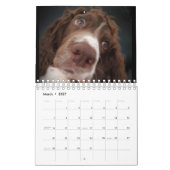 Springer Spanielkalender Kalender (Mär 2027)