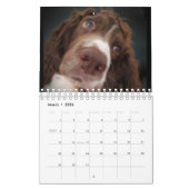Springer Spanielkalender Kalender (Mär 2026)