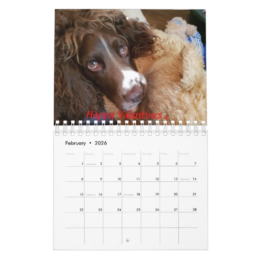 Springer Spanielkalender Kalender (Feb 2026)