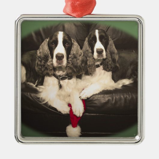 Springer-Spaniels-Verzierung Silbernes Ornament (Vorne)
