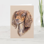 Springer Sprocker Cocker Spaniel Grüße Karte (Vorderseite)