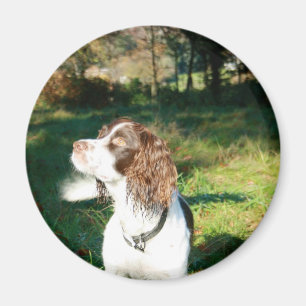 Springerspaniel-Hundemagnet Magnet