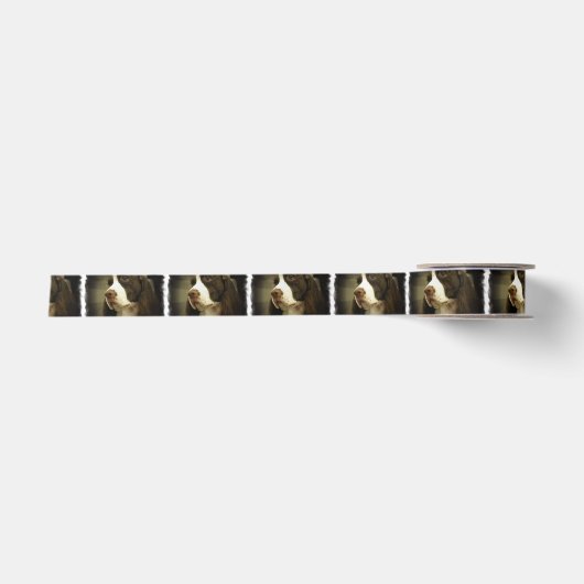 SpringerSpaniel Satinband (Vorderseite)