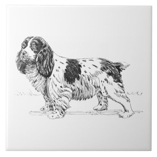 Springerspaniel-Vogel-Jagd-Hundezucht-Zeichnen Fliese (Vorderseite)