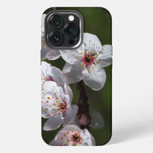 Springflöße für Telefone iPhone Hülle (Hinten)