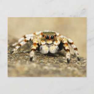 Springing Spider Nah-up Postcard Postkarte