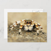 Springing Spider Nah-up Postcard Postkarte (Vorne/Hinten)